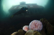 Two Edible / Common sea urchins (Echinus esculentus) with Klas Malmberg diving, red house on the coast visible above surface, Saltstraumen, Bodö, Norway, October 2008