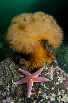 Common starfish (Asterias rubens) by a large Anemone, Saltstraumen, Bod, Norway, October 2008