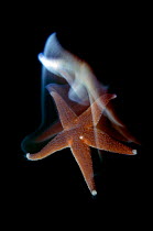 Common starfish (Asterias rubens) swimming, Saltstraumen, Bod, Norway, October 2008. WWE INDOOR EXHIBITION