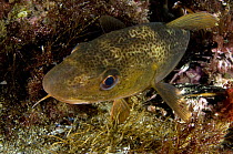 Atlantic cod (Gadus morhua) Saltstraumen, Bodö, Norway, October 2008