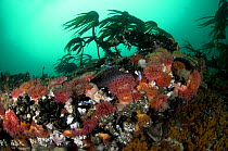 Anemones, kelp and other marine life on rock underwater,  Saltstraumen, Bod, Norway, October 2008