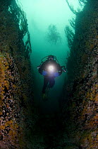 Klas Malmberg with torch drifting quickly through underwater crevice, Sundstrmmen, Bod, Norway, October 2008