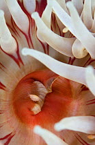 Dahlia anemone (Urticina felina) close-up, with an Amphipod, Saltstraumen, Bod, Norway, October 2008