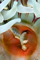 Amphipod close to the gastrovascular cavity of a Dahlia anemone (Urticina felina) Saltstraumen, Bodö, Norway, October 2008