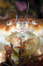 Edible crab (Cancer pagurus) portrait, Saltstraumen, Bodö, Norway, October 2008