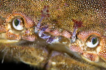 Edible crab (Cancer pagurus) close-up of face, Saltstraumen, Bod, Norway, October 2008 Wild Wonders kids book.