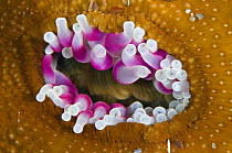 Dahlia anemone (Urticina felina) in the process of opening / retracting tentacles, Saltstraumen, Bod, Norway, October 2008 Wild Wonders kids book.