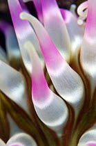 Dahlia anemone (Urticina felina) close-up of tentacles, Saltstraumen, Bod, Norway, October 2008