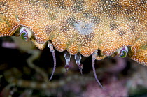 Edible crab (Cancer pagurus) close-up of face, Saltstraumen, Bodö, Norway, October 2008