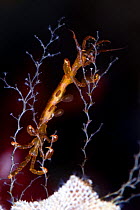 Skeleton shrimp (Caprellidea sp) on a hydroid on Sea-mat / Lacy crust bryozoan (Membranipora membranacea) Saltstraumen, Bodö, Norway, October 2008