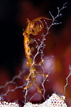 Skeleton shrimp (Caprellidea sp) on a hydroid on Sea-mat / Lacy crust bryozoan (Membranipora membranacea), Saltstraumen, Bodö, Norway, October 2008
