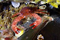 Spiny Squat lobster (Galathea strigosa) climbing on top of a mussel, Saltstraumen, Bod, Norway, October 2008