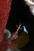 Skeleton shrimp (Caprellidea sp) waiting for food, Saltstraumen, Bodö, Norway, October 2008