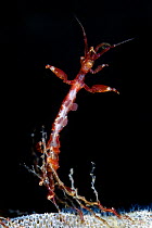 Skeleton shrimp (Caprellidea sp) on a hydroid on Sea-mat / Lacy crust bryozoan (Membranipora membranacea) Saltstraumen, Bodö, Norway, October 2008 Wild Wonders kids book.