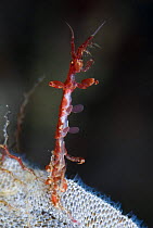Skeleton shrimp (Caprellidea sp) on Sea-mat / Lacy crust bryozoan (Membranipora membranacea)Saltstraumen, Bodö, Norway, October 2008