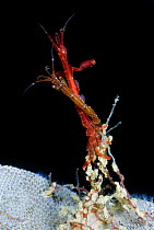 Two skeleton shrimps (Caprellidea sp) on Sea-mat / Lacy crust bryozoan (Membranipora membranacea)Saltstraumen, Bodö, Norway, October 2008