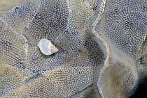 Banded chink shell (Lacuna vincta) on Sea-mat / Lacy crust bryozoan (Membranipora membranacea) Saltstraumen, Bodö, Norway, October 2008
