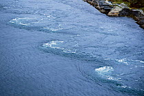 Whirlpools in the water, Saltstraumen, Bodö, Norway, October 2008