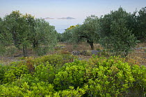 Olive trees, Alonissos island, Greece, September 2008