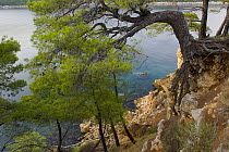 Pine trees on the coast, Alonissos island, Greece, September 2008