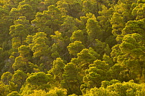 Pine trees, at dawn, Alonissos island, Greece, September 2008