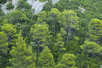 Pine trees, Alonissos island, Greece, September 2008