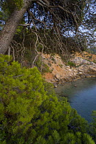 Trees on the coast, Alonissos island, Greece, September 2008