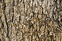 Close-up of tree bark, Alonissos island, Greece, September 2008