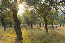 Olive trees, Alonissos island, Greece, September 2008