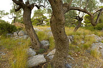 Trunks of trees, Alonissos island, Greece, September 2008