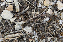 Driftwood and pine cones on beach, Alonissos island, Greece, September 2008