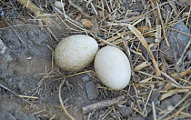 Two Eleonora's falcon (Falco eleonorae) eggs in nest, Andros, Greece, September 2008