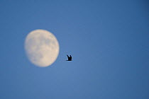Eleonora's falcon (Falco eleonorae) flying past the moon, Andros, Greece, September 2008