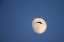 Eleonora's falcon (Falco eleonorae) flying past the moon, Andros, Greece, September 2008