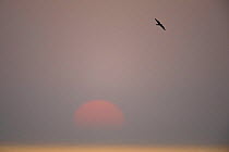 Eleonora's falcon (Falco eleonorae) flying with sun rising, Andros, Greece, September 2008