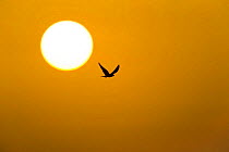 Eleonora's falcon (Falco eleonorae) flying past sun at dawn, Andros, Greece, September 2008