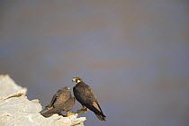 Pair of Eleonora's falcons (Falco eleonorae) on cliff, Andros, Greece, September 2008