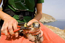 Young Eleonora's falcon (Falco eleonorae) being ringed by researchers from the Hellenic Ornithological Society, Andros, Greece, September 2008