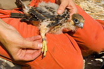 Young Eleonora's falcon (Falco eleonorae) with ring being held by researcher from the Hellenic Ornithological Society, Andros, Greece, September 2008
