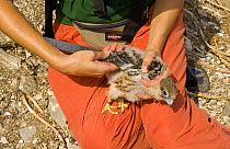Young Eleonora's falcon (Falco eleonorae) being measured by a researcher from the Hellenic Ornithological Society, Andros, Greece, September 2008