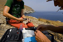 Researchers from the Hellenic Ornithological Society measuring an Eleonora's falcon (Falco eleonorae) Andros, Greece, September 2008
