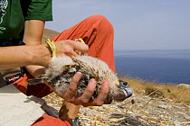 Researchers from the Hellenic Ornithological Society holding young Eleonora's falcon (Falco eleonorae) Andros, Greece, September 2008