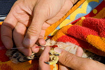 Researcher from the Hellenic Ornithological Society collecting blood sample from an Eleonora's falcon (Falco eleonorae) Andros, Greece, September 2008