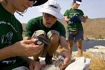 Researchers from the Hellenic Ornithological Society collecting data from a young Eleonora's falcon (Falco eleonorae) Andros, Greece, September 2008