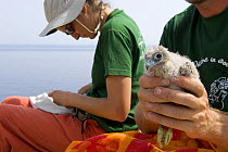 Researchers from the Hellenic Ornithological Society collecting data from a colony of Eleonora's falcons (Falco eleonorae) Andros, Greece, September 2008
