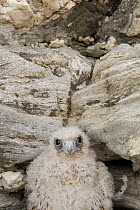 Eleonora's falcon (Falco eleonorae) chick in front of rocks, Andros, Greece, September 2008
