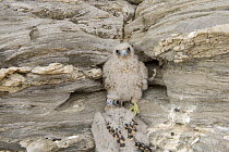 Two Eleonora's falcon (Falco eleonorae) chicks, Andros, Greece, September 2008