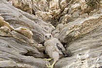 Eleonora's falcon (Falco eleonorae) chick on rock face, Andros, Greece, September 2008