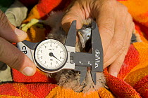 Researcher from the Hellenic Ornithological Society measuring the beak of a young Eleonora's falcon (Falco eleonorae) Andros, Greece, September 2008