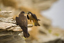 Pair of Eleonora's falcon (Falco eleonorae) on rock ledge, Andros, Greece, September 2008